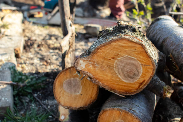 How Our Tree Care Process Works  in  Olivarez, TX