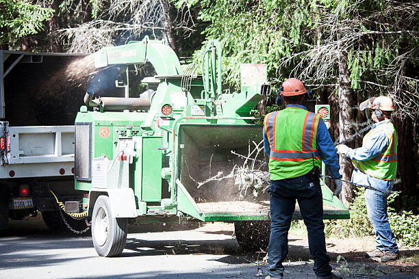 Olivarez, TX Tree Services Company